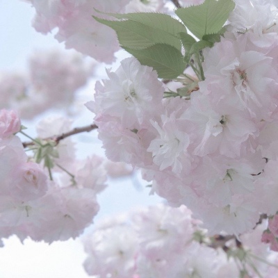 平顺FurryQQ群介绍